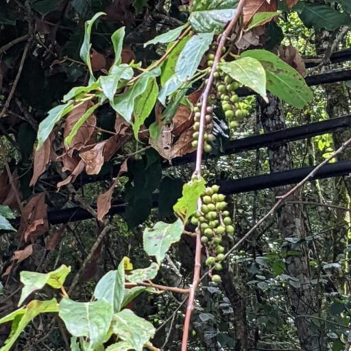 Stachyurus himalaicus other