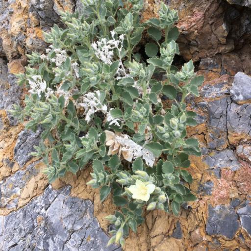 Eucnide urens — houseplant care guide