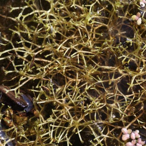 Riccia fluitans — houseplant care guide