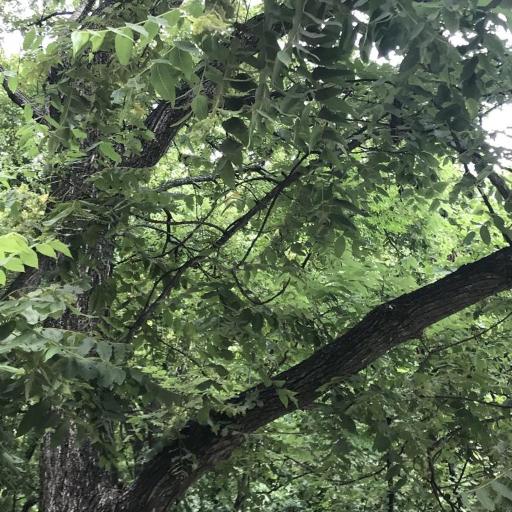 Juglans mollis — search result for 'Juglans'