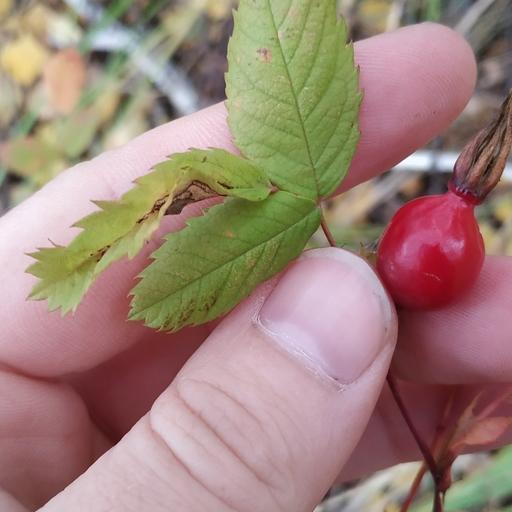 Rosa glabrifolia — houseplant care guide