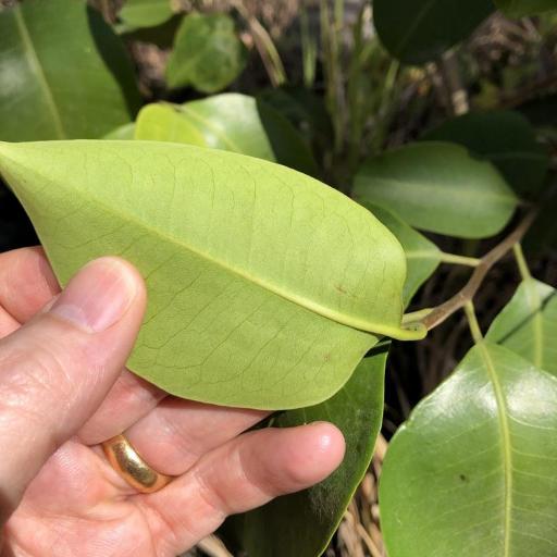 Geijera salicifolia — related species from the same genus