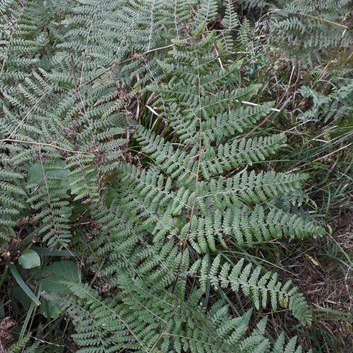 Hypolepis ambigua — related species from the same genus