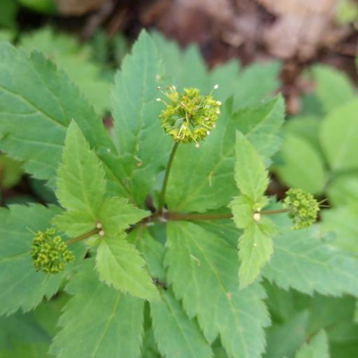 Sanicula odorata other