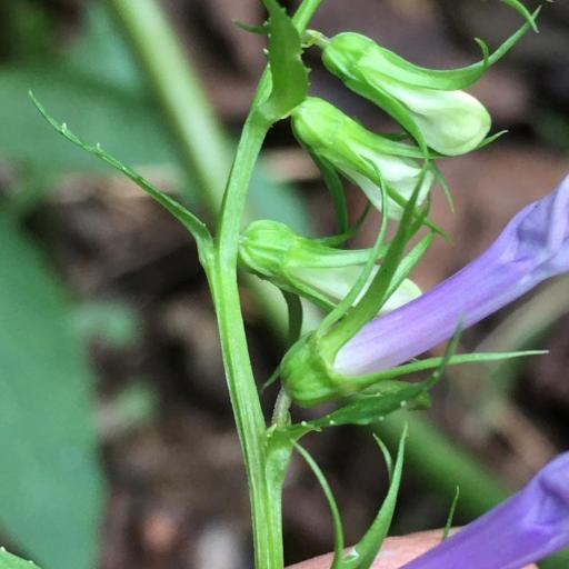 Lobelia amoena other