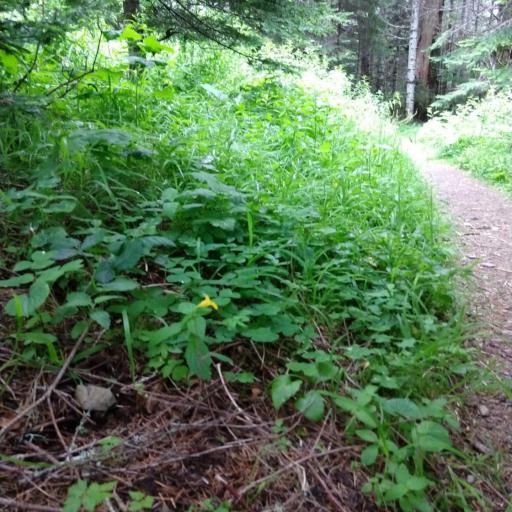 Erythranthe dentata other