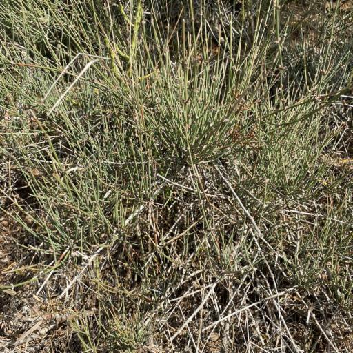 Ephedra antisyphilitica other