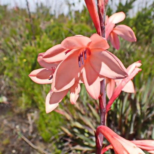Watsonia fourcadei — related species from the same genus