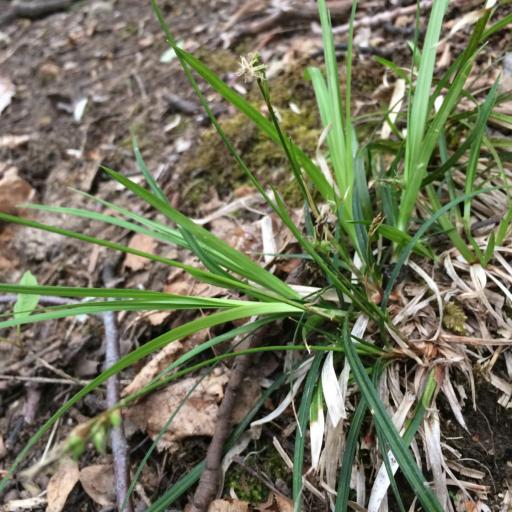 Carex communis other