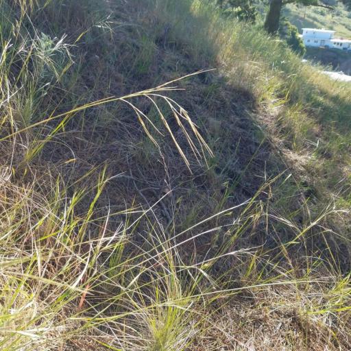 Nassella pulchra — search result for 'Stipa'