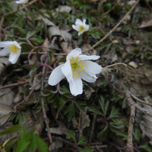 Anemonoides nemorosa other
