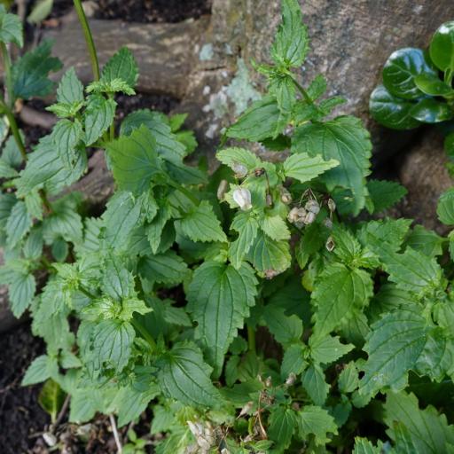 Nemesia floribunda other