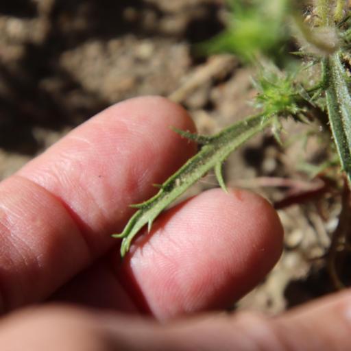 Navarretia atractyloides other