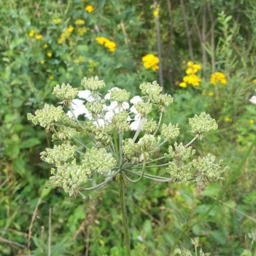 Silphiodaucus prutenicus other