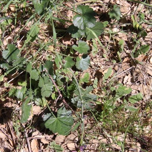 Sidalcea sparsifolia other