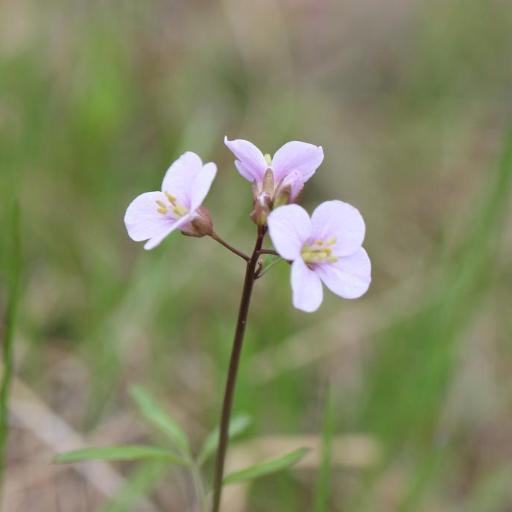 Cardamine trifida other