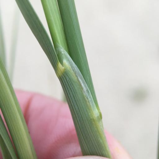 Eriocoma hymenoides other