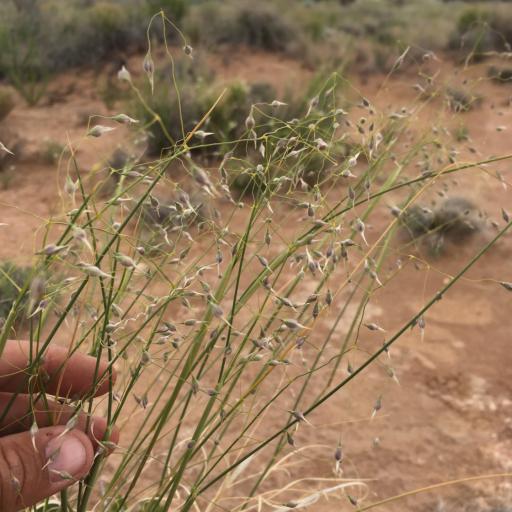 Eriocoma hymenoides other