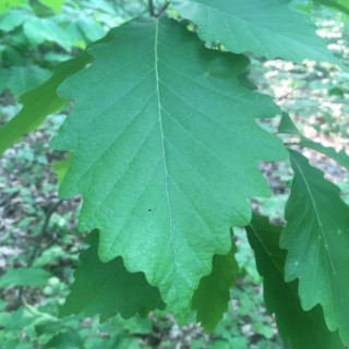 Quercus montana