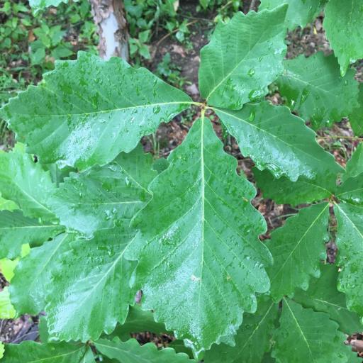 Quercus montana other