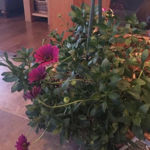 Dimorphotheca ecklonis — pest resistant houseplant