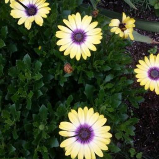 Dimorphotheca ecklonis other