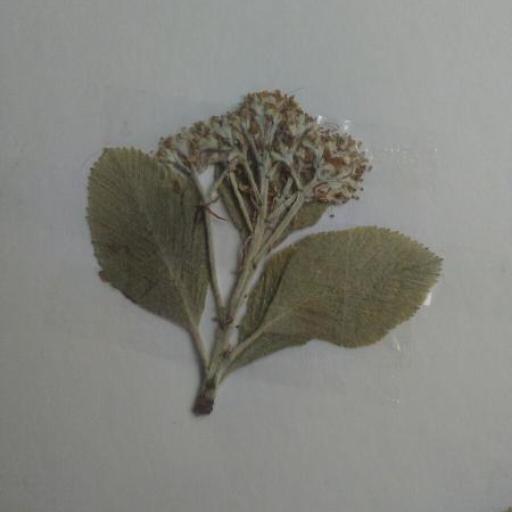 Aria edulis