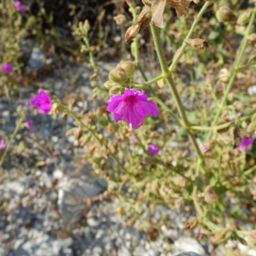 Mirabilis viscosa other