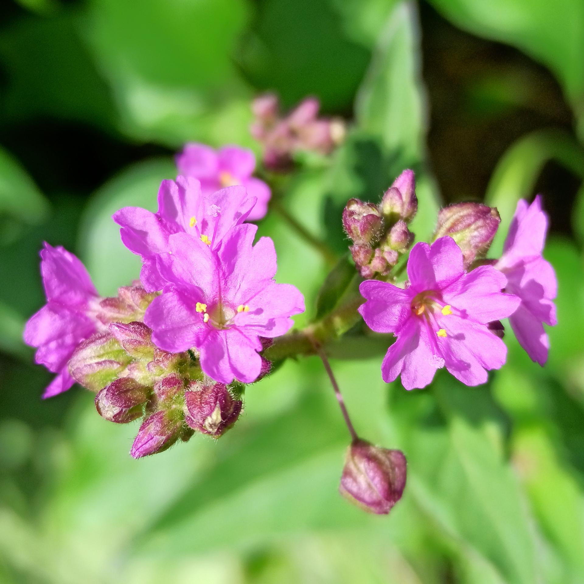 Mirabilis viscosa other