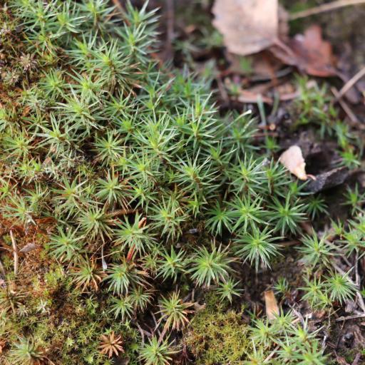 Polytrichum juniperinum — related species from the same genus