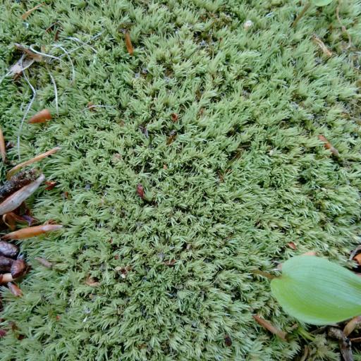 Leucobryum albidum — houseplant care guide