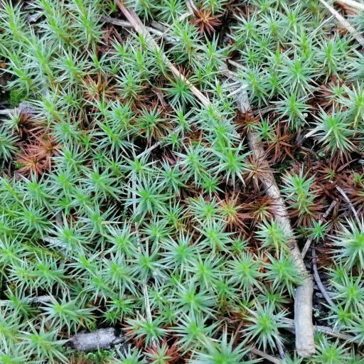 Polytrichum piliferum — related species from the same genus