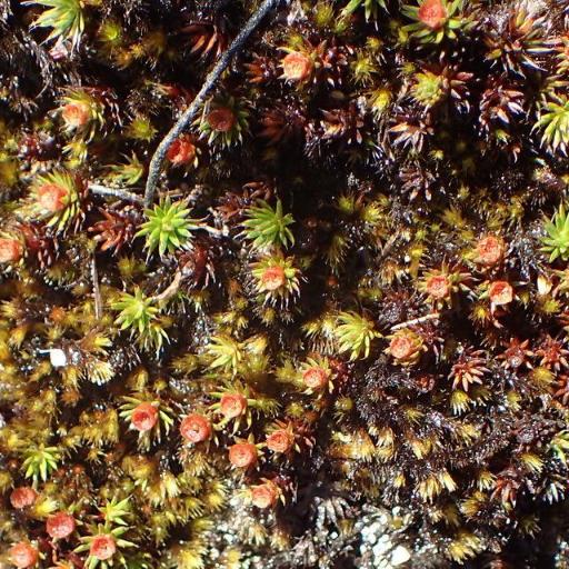 Polytrichum piliferum other