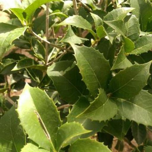 Osmanthus × fortunei — search result for 'Osmanthus'