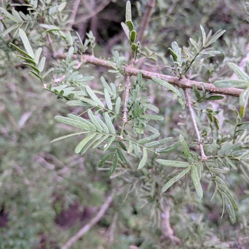 Porlieria angustifolia — search result for 'Zygophyllaceae'