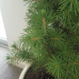 Picea laxa