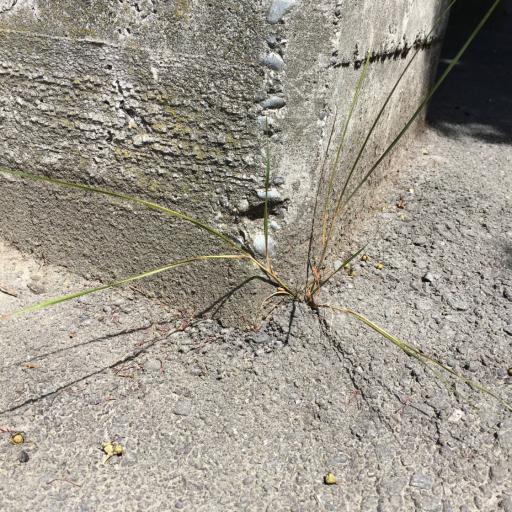 Anemanthele lessoniana other