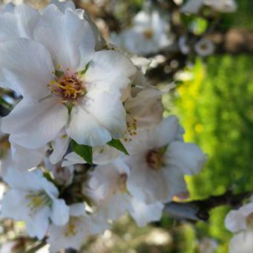 Prunus amygdalus other