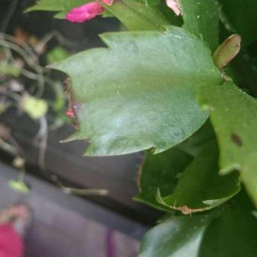 Schlumbergera × buckleyi