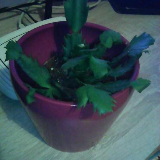 Schlumbergera × buckleyi other