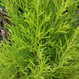 Hesperocyparis macrocarpa