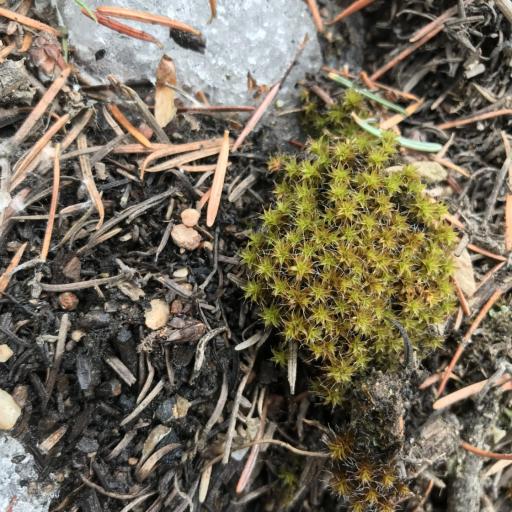 Syntrichia ruralis — houseplant care guide