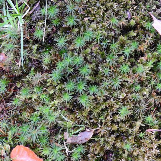 Polytrichum formosum — related species from the same genus