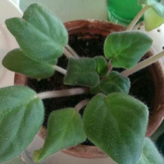 Streptocarpus ionanthus