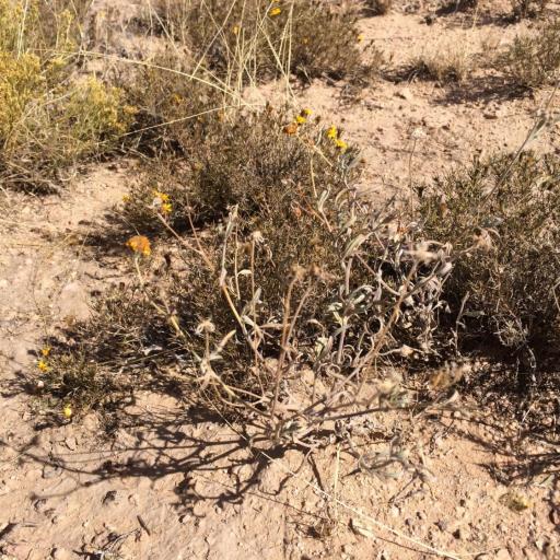 Picradeniopsis absinthifolia — houseplant care guide