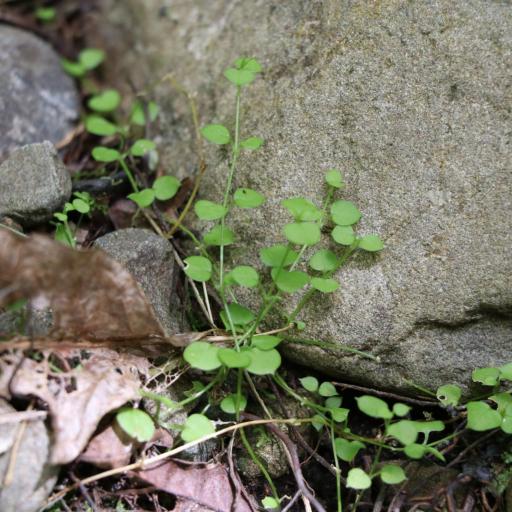 Stellaria parviflora — search result for 'Stellaria'
