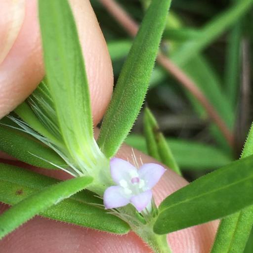 Hexasepalum teres — search result for 'Angola'