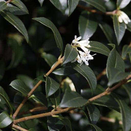 Osmanthus × burkwoodii — search result for 'Oleaceae'