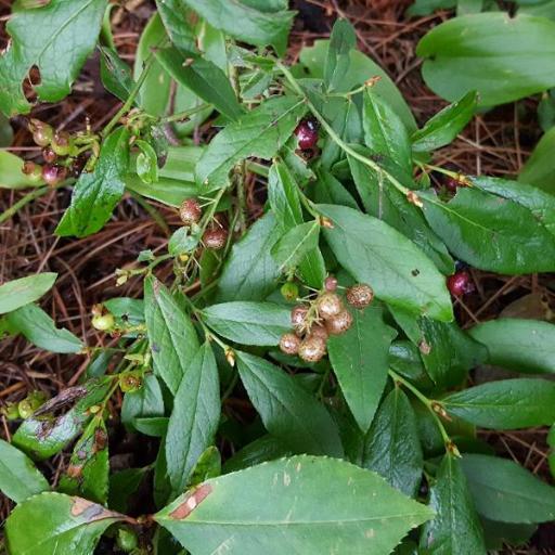 Vaccinium stenophyllum — difficult care houseplant