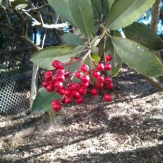 Photinia arbutifolia